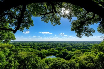 Fototapeta premium A view of a jungle canopy from above, showing endless green and layers of treetops