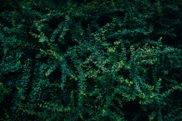 A close up of dark green Barberry bush leaves texture
