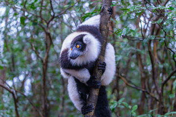 A black-and-white ruffed lemur (Varecia variegata) perches on a branch in a dense forest. The lemurs' unique fur patterns and vibrant environments are highlighted. Andasibe Reserve, Madagascar.