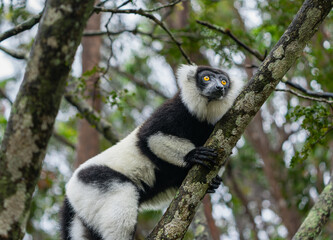 A black-and-white ruffed lemur (Varecia variegata) perches on a branch in a dense forest. The lemurs' unique fur patterns and vibrant environments are highlighted. Andasibe Reserve, Madagascar.