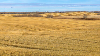 Wheat Fields After the Harvest in Western Canada
