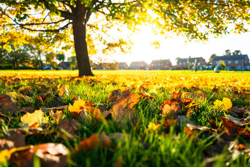 Ground level view of freshly fallen leaves seen in a village park. A row of houses and some play equipment is visible in the distance.