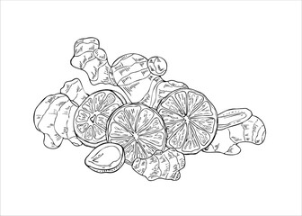 Vector ginger or turmeric roots and orange slices monochrome illustration painted by black inks. Etching drawing of healthy vegetable plant with citrus for baking, making warming tea, recipe decor