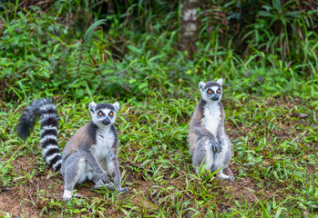 Two ring-tailed lemurs in a lush green forest. One is sitting while the other stands upright, showcasing their distinctive striped tails. Andasibe Reserve, Madagascar.