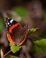 Borboleta Vanessa Atlanta, borboteta pousada em uma silva verde.