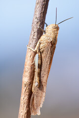 Gafanhoto egípcio, nome cientifico (Anacridium aegyptium). Gafanhoto em um ramo de uma arvore na vertical.