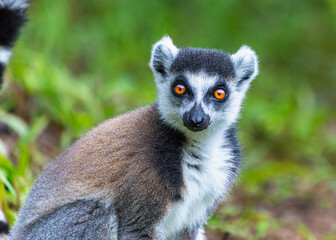 A close-up portrait of a ring-tailed lemur with its distinctive orange eyes. Its fur is a mix of black, white, and grey. The lemur is looking directly at the camera. Andasibe Reserve, Madagascar.