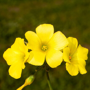 Erca can&aacute;ria, uma esp&eacute;cie de Oxalis. Tambem conhecida por erva azeda amarela, Azada, Azedinha. Flor amarela intensa e pequena.