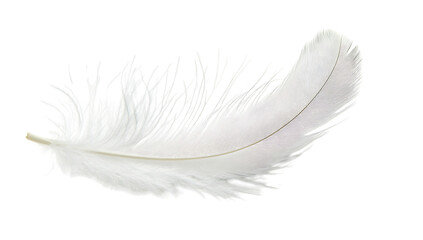 Obraz premium Single white feather