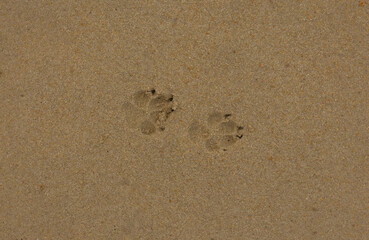 The background is a close-up of a dog's paw print, with a sand texture. Sandy beach by the sea. A deserted area. Realistic seamless illustration with fine details.