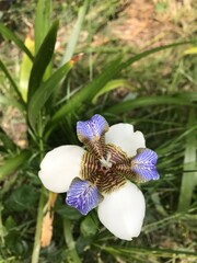 flower in a garden- Iris Caminante - Neomarica Candida (lirio Misionero)