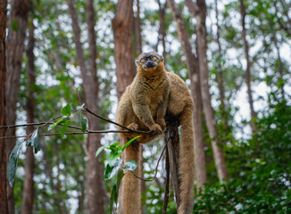 A close-up photograph of a brown lemur(Eulemur fulvus)  perched on a tree branch, peeking out from the lush foliage of the Andasibe Reserve in Madagascar.