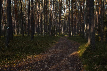 Nature on the nature studies path round the pond 