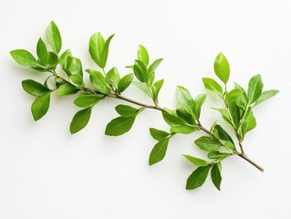 Naklejka premium boxwood branch with vivid green leaves scattered against a clean white background, emphasizing clarity and natural simplicity, ideal for botanical studies