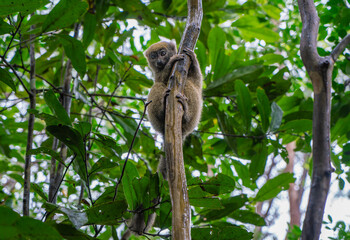 A close-up photograph of a brown lemur(Eulemur fulvus)  perched on a tree branch, peeking out from the lush foliage of the Andasibe Reserve in Madagascar.