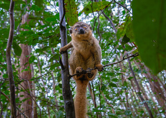 A close-up photograph of a brown lemur(Eulemur fulvus)  perched on a tree branch, peeking out from the lush foliage of the Andasibe Reserve in Madagascar.