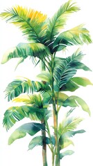 Obraz premium Watercolor illustration of a lush green palm tree with a white background.