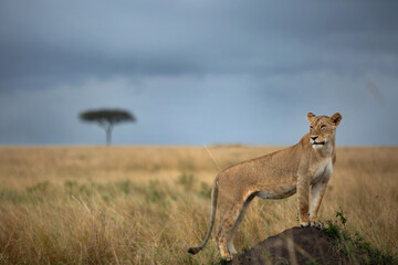 Closeup of a lioness on a mound at Masai Mara, Kenya
