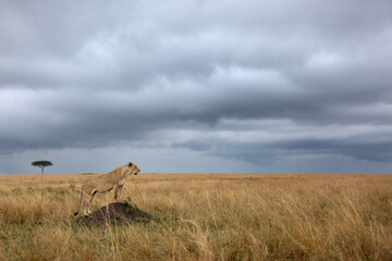 Naklejka premium A lioness observing the surrounding from the top of a mound, Masai Mara, Kenya