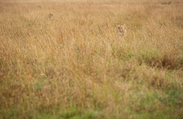 A pair of lion walking in the grassland of Masai Mara, Kenya