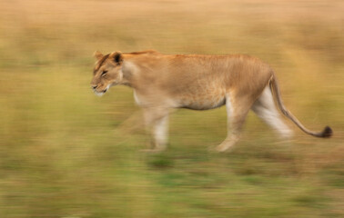 A motion blur low shutter panning shot of a subadult Lion walking at Masai Mara, Kenya