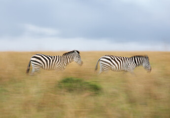 Fototapeta premium Motion blur image of zebras at savannah, Masai Mara, Kenya