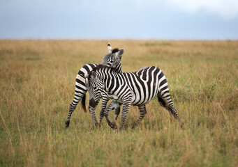 Obraz premium A pair of zebra in the grassland of Masai Mara, Kenya
