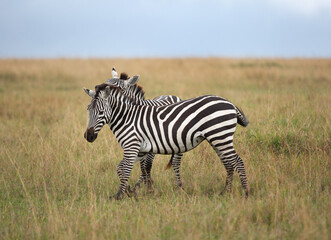 A pair of zebra at Masai Mara, Kenya