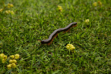 Close-up of a long centipede crawling on the green grass. Photos of insects and nature