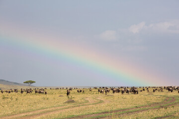 A herd of Wildebeests grazing with beautiful rainbow at Masai Mara grassland, Kenya