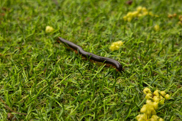 Close-up of a long centipede crawling on the green grass. Photos of insects and nature