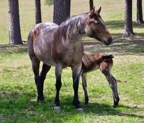 Mare and foal