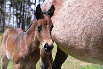 foal