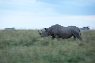 Fototapeta premium A black rhinoceros walking in the grassland in Savannah, Masai Mara