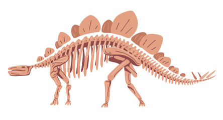 Stegosaurus skeleton. Large prehistoric lizard. Dinosaur of the Jurassic period. Archeology and paleontology. Bones of an extinct animal. Flat vector illustration isolated on white background