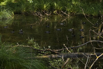 Eurasian coots on the pond Rezabinec at Pisek, South Bohemian Region, Czech Republic, Europe
