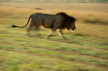 A motion blur low shutter panning shot of a Lion walking at Masai Mara, Kenya