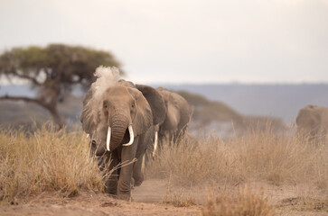 A elephant dust bathing at Amboseli Nationa park, Masai Mara