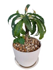 Potted Green Plant with White Pot and Pebbles Isolated on White Background