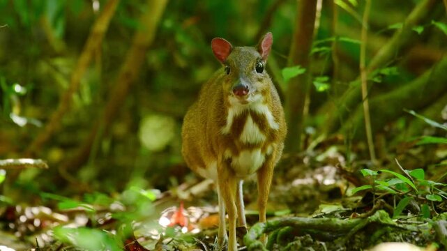Mouse-deer, Chevrotain animal washing in the forest.