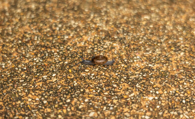 Close-up of a small snail crawling on a textured gravel surface. The detailed shell pattern contrasts with the rough ground, capturing the slow, serene movement of the snail.