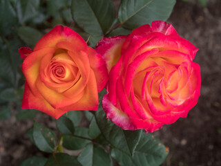 red orange roses in summer garden