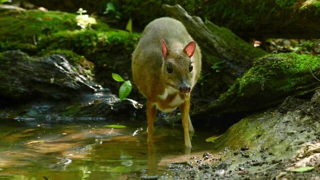Mouse-deer, Chevrotain animal washing in the forest.