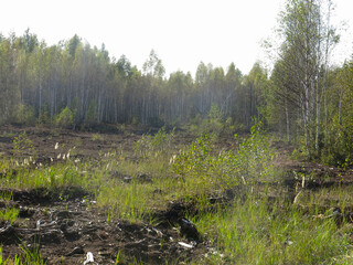 upper swampy swamp in the Moscow region, where you can drown and where beavers live