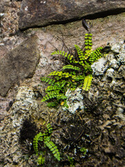 A small green fern growing among the ruins at Tintern Abbey