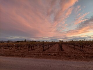 Pink sunset over a Spanish vineyard