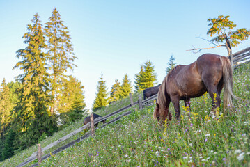 Horses in the mountains 
