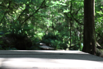 Hiking Wood Trail Path in Woods