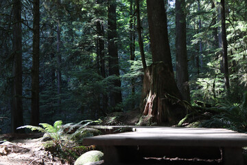 Hiking Wood Trail Path in Woods