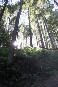 Hiking Wood Trail Path in Woods